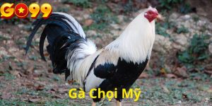 gà chọi mỹ