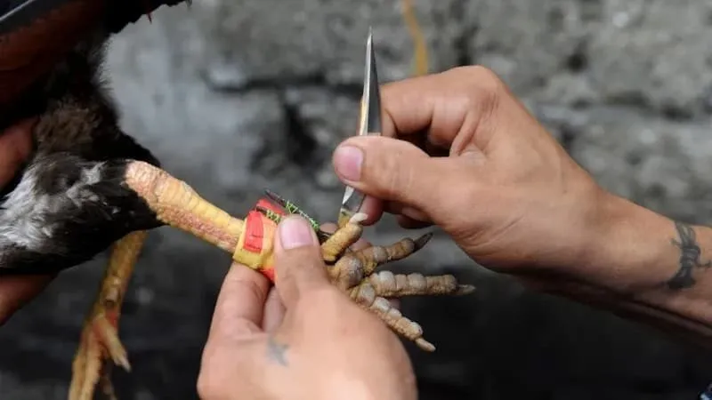 Lên cựa theo chân thuận của gà