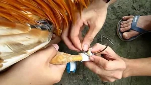 cách lên cựa gà
