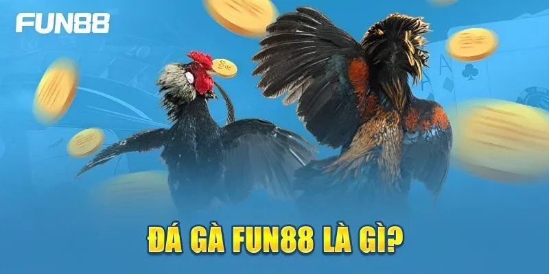 Đá gà mang đến cho kê thủ những trải nghiệm thú vị và hấp dẫn